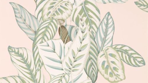 Calathea 216632